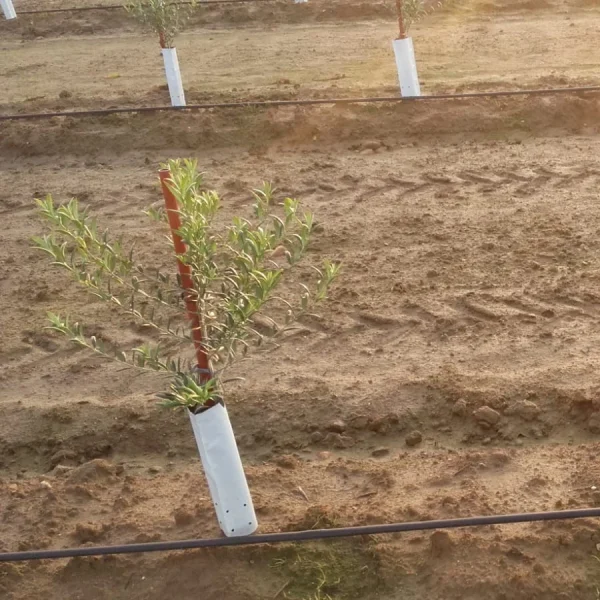 Protectores para plantas